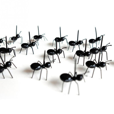 NOUVEAU Pics apéro colonies de fourmis !